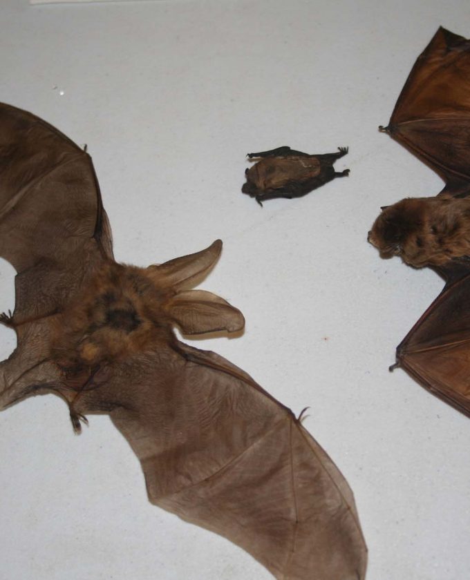 maevecollins-Enteringotherterritories25