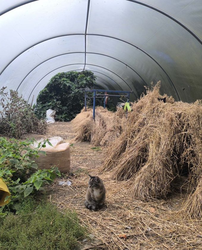 maevecollins-bacadh10