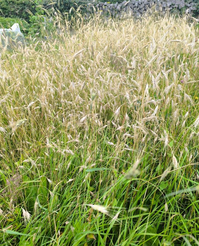 maevecollins-bacadh12