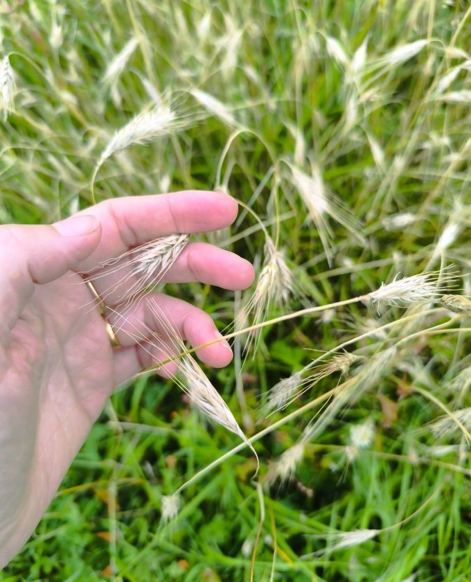 maevecollins-bacadh13