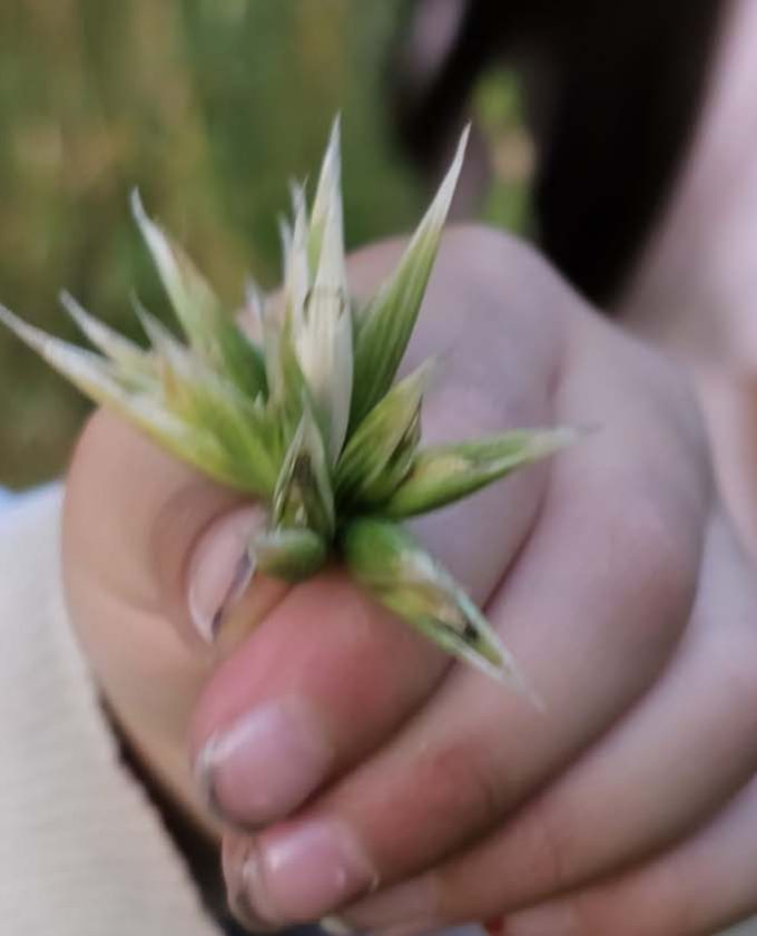 maevecollins-bacadh38