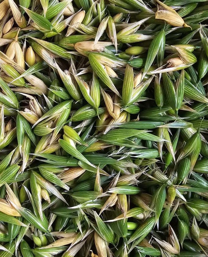 maevecollins-bacadh46