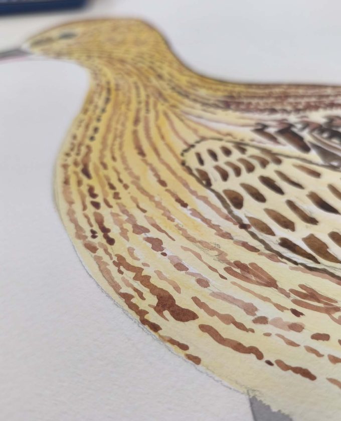 maevecollins-sruth13