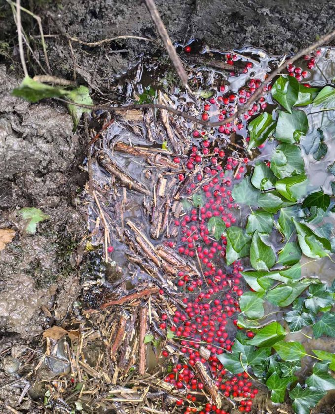 maevecollins-sruth27