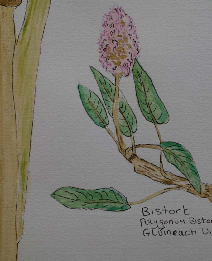 maevecollins-sruth56