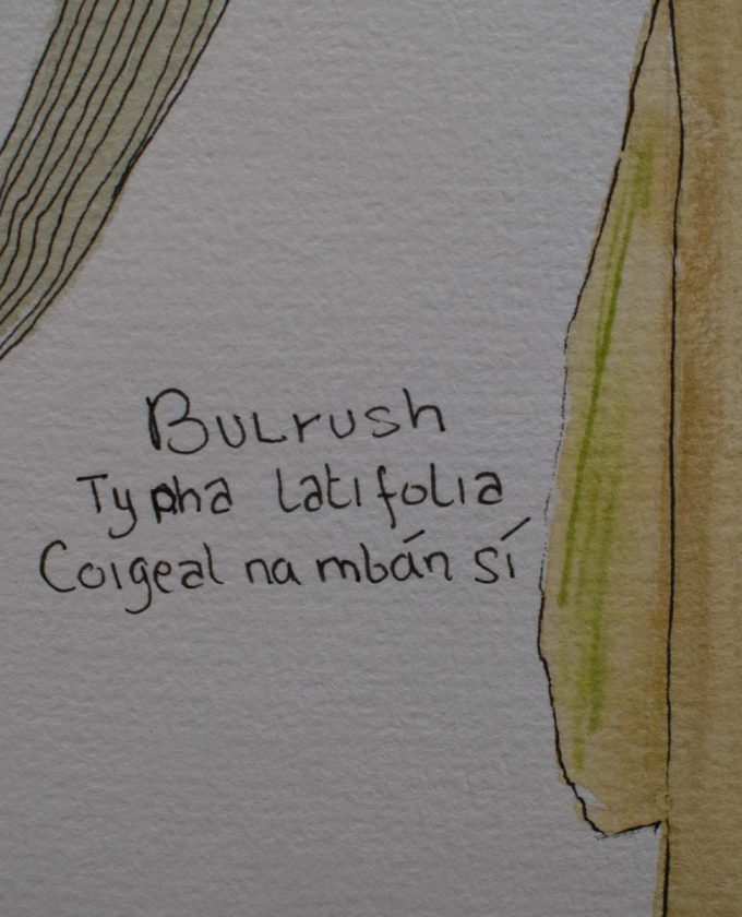 maevecollins-sruth57