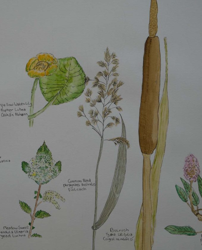 maevecollins-sruth62