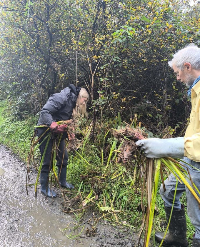 maevecollins-sruth79