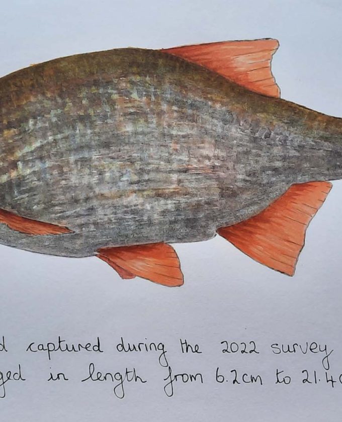 maevecollins-sruth81