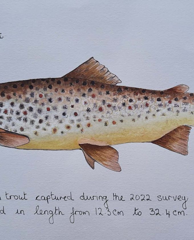 maevecollins-sruth82