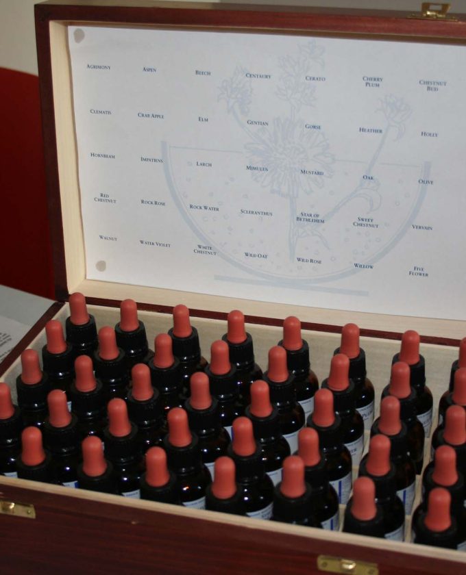 maevecollins-twospecies14