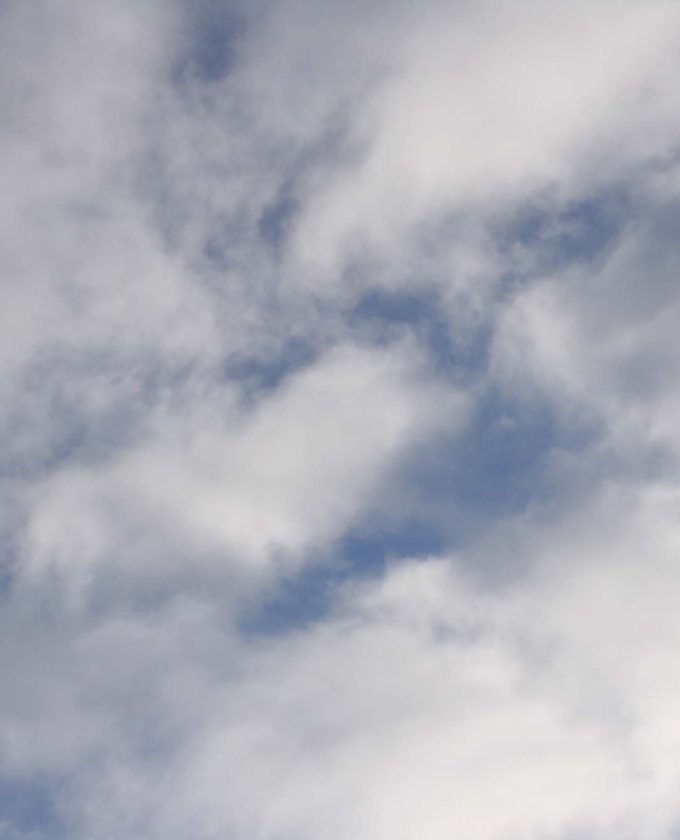 maevecollins-twospecies19