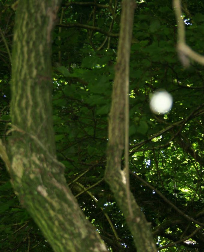 maevecollins-twospecies2