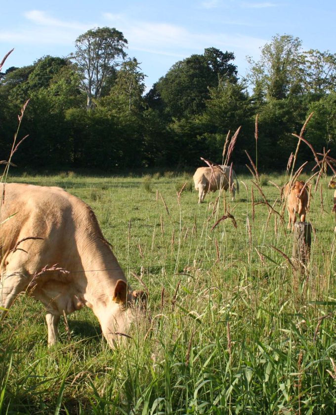 maevecollins-twospecies20