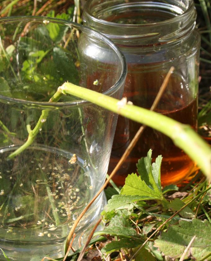 maevecollins-twospecies22