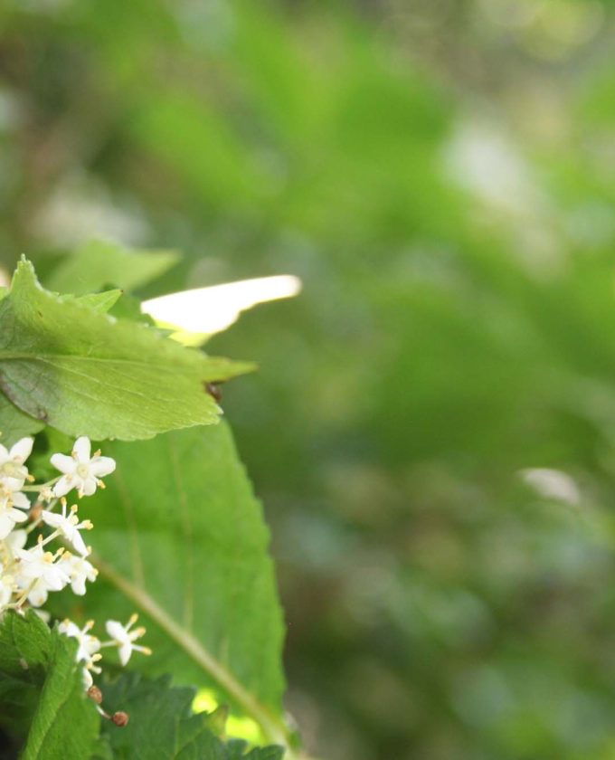 maevecollins-twospecies23