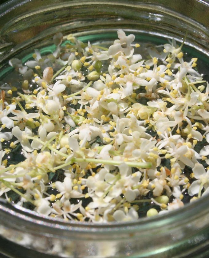 maevecollins-twospecies24