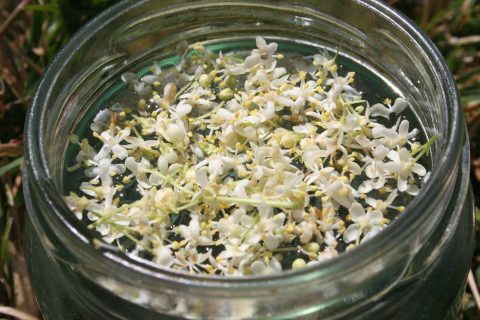 maevecollins-twospecies24