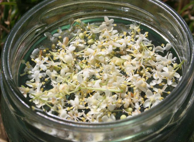 maevecollins-twospecies24