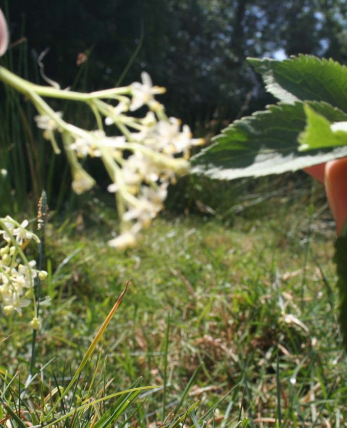 maevecollins-twospecies25