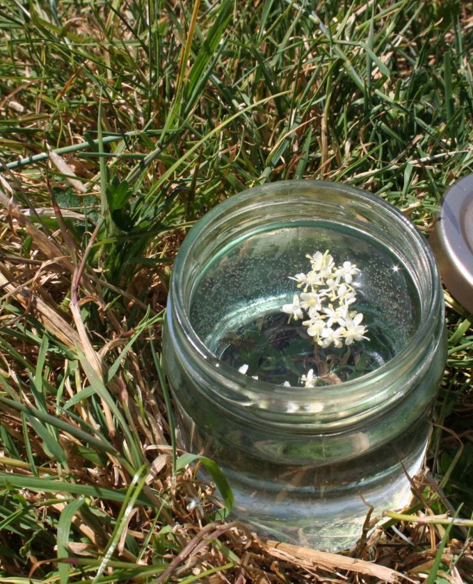 maevecollins-twospecies26