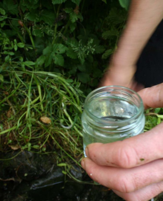 maevecollins-twospecies27