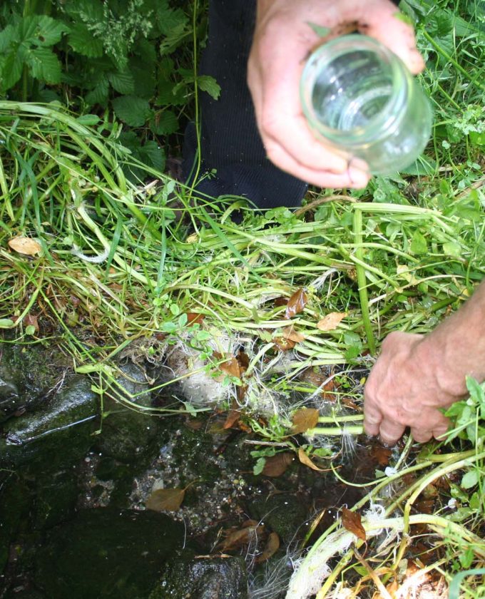 maevecollins-twospecies28