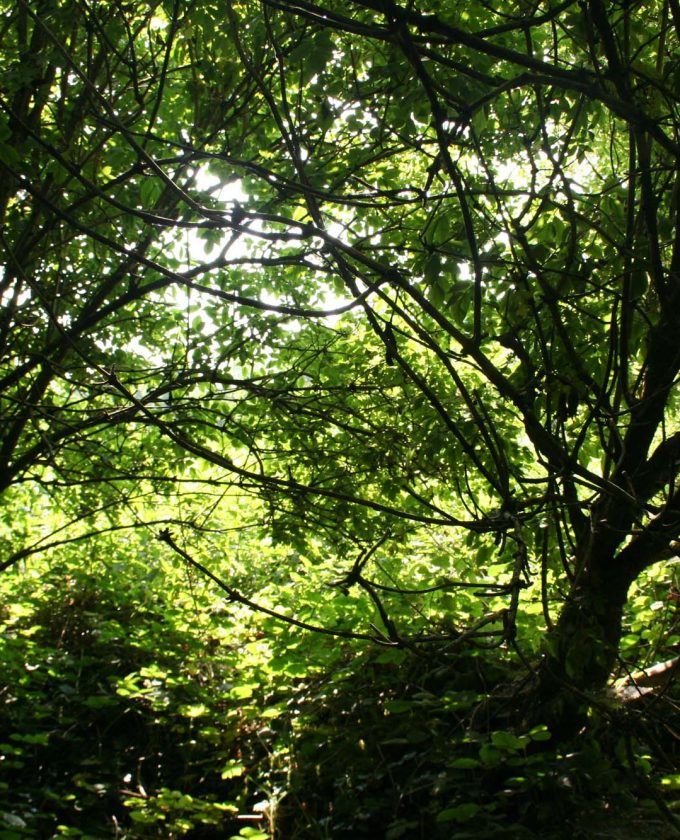 maevecollins-twospecies29