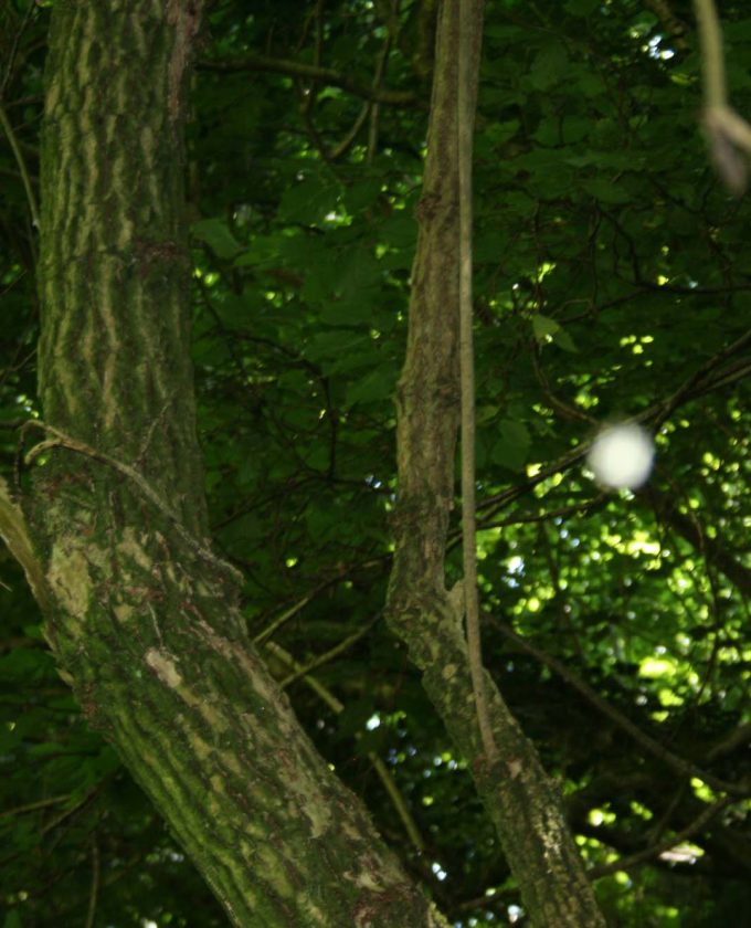 maevecollins-twospecies3