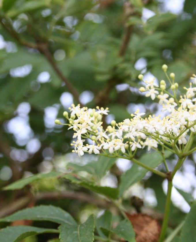 maevecollins-twospecies30