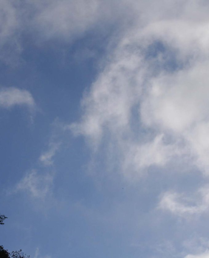 maevecollins-twospecies31