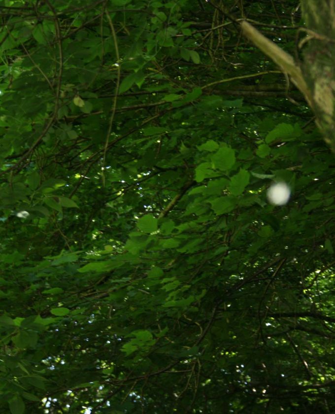 maevecollins-twospecies4