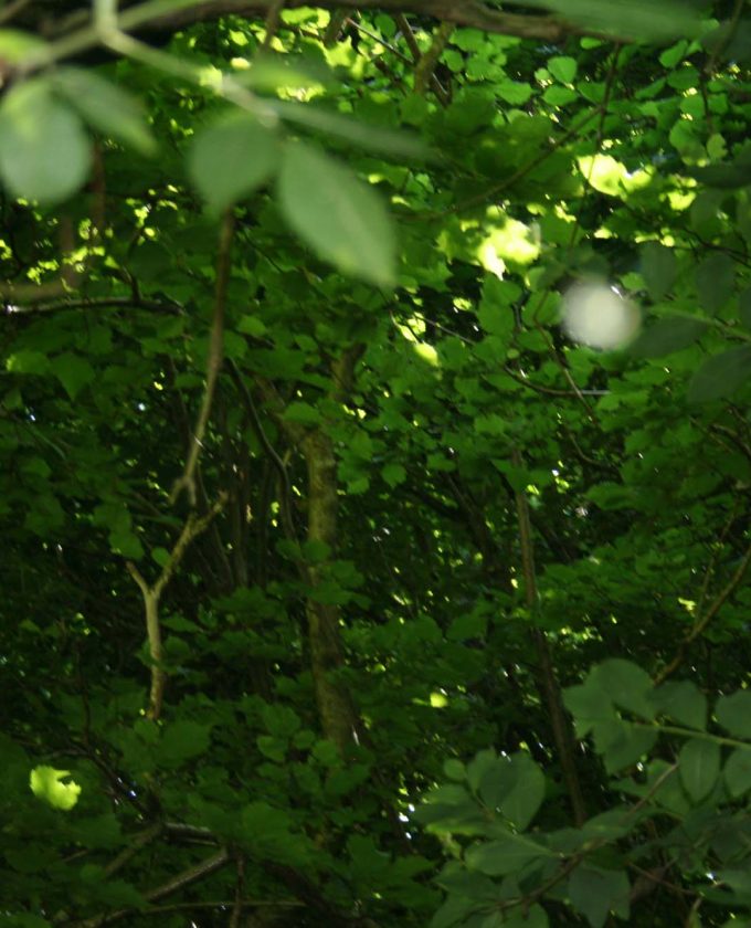 maevecollins-twospecies5