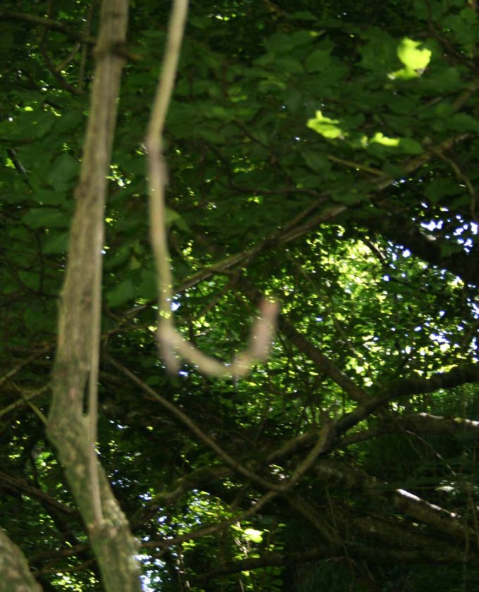 maevecollins-twospecies6